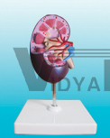 The dissection model of kidney